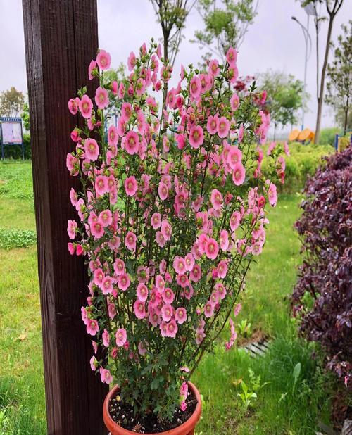 木槿花叶子不生长是什么原因？如何解决？