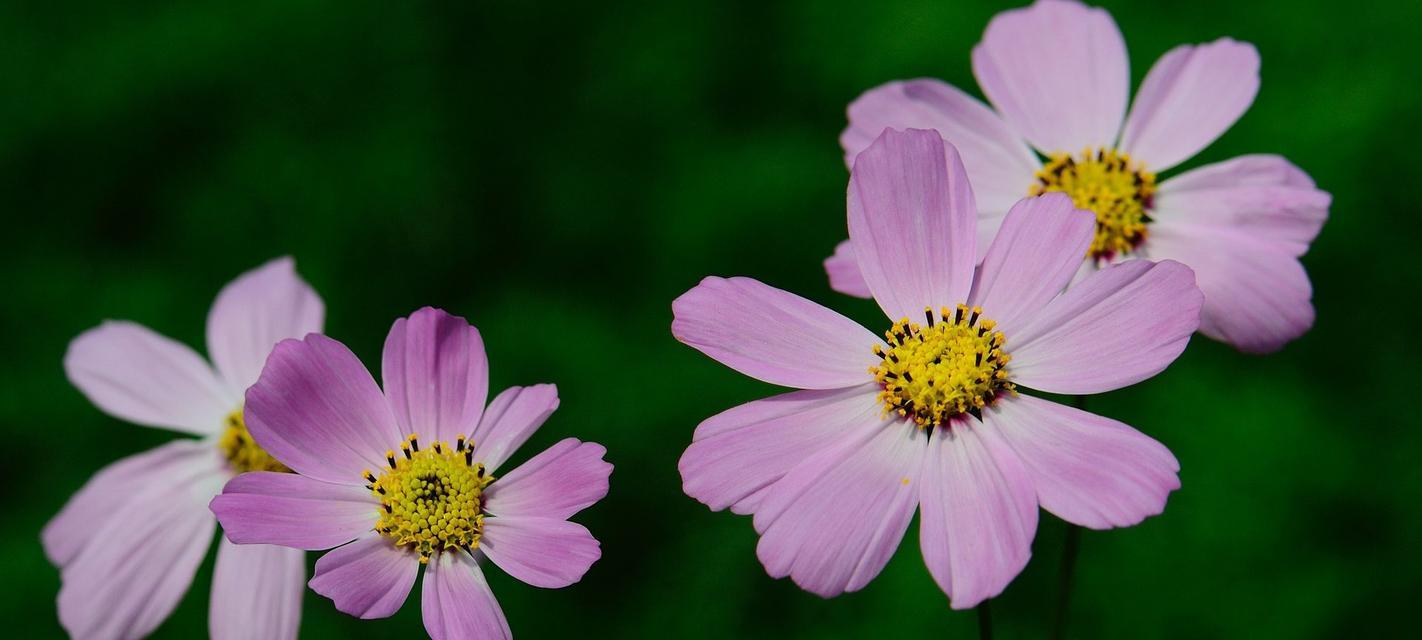 格桑花的生长环境是什么？它的特点有哪些？