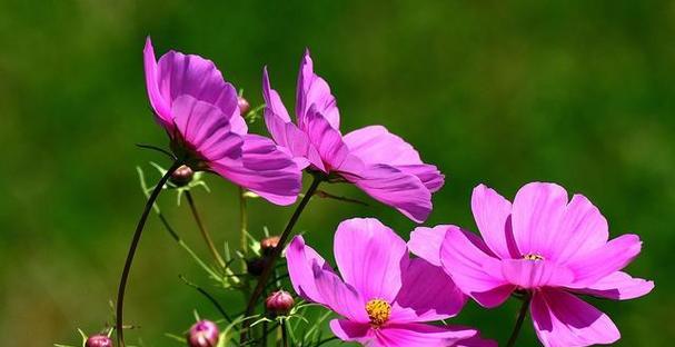 格桑花的生长环境是什么？它的特点有哪些？