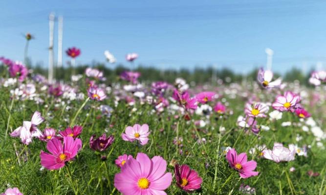 格桑花的生长环境是什么？它的特点有哪些？