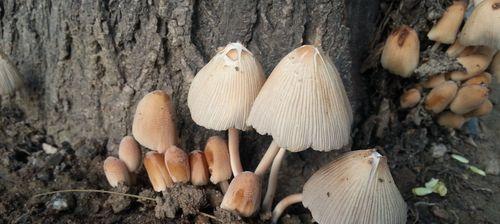 蘑菇属于植物吗？蘑菇的分类和特性是什么？