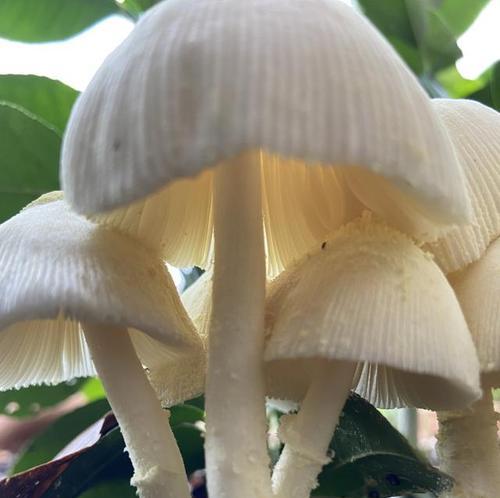 蘑菇属于植物吗？蘑菇的分类和特性是什么？