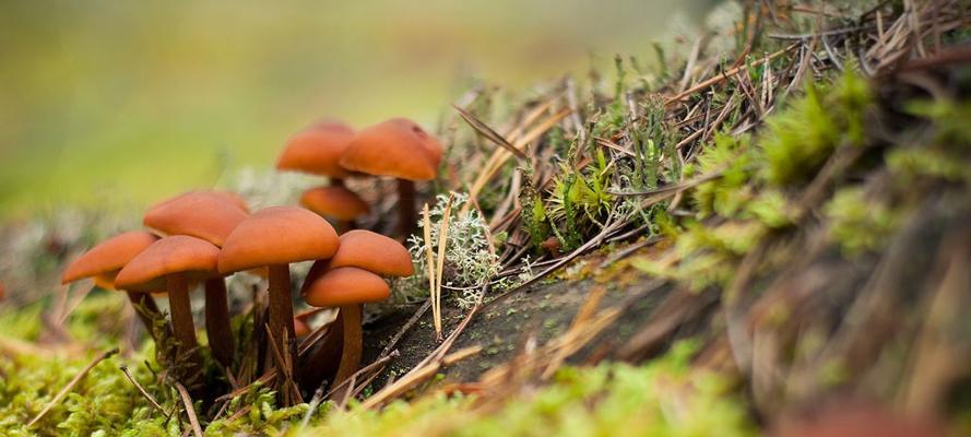 蘑菇属于植物吗？蘑菇的分类和特性是什么？