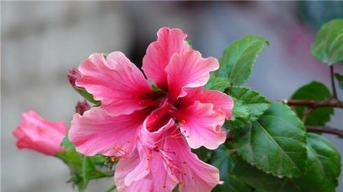 扶桑花缓苗方法是什么？缓苗期间需要注意什么？