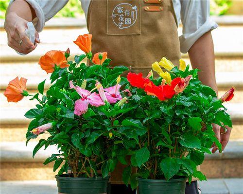 扶桑花缓苗方法是什么？缓苗期间需要注意什么？