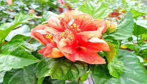 扶桑花缓苗方法是什么？缓苗期间需要注意什么？