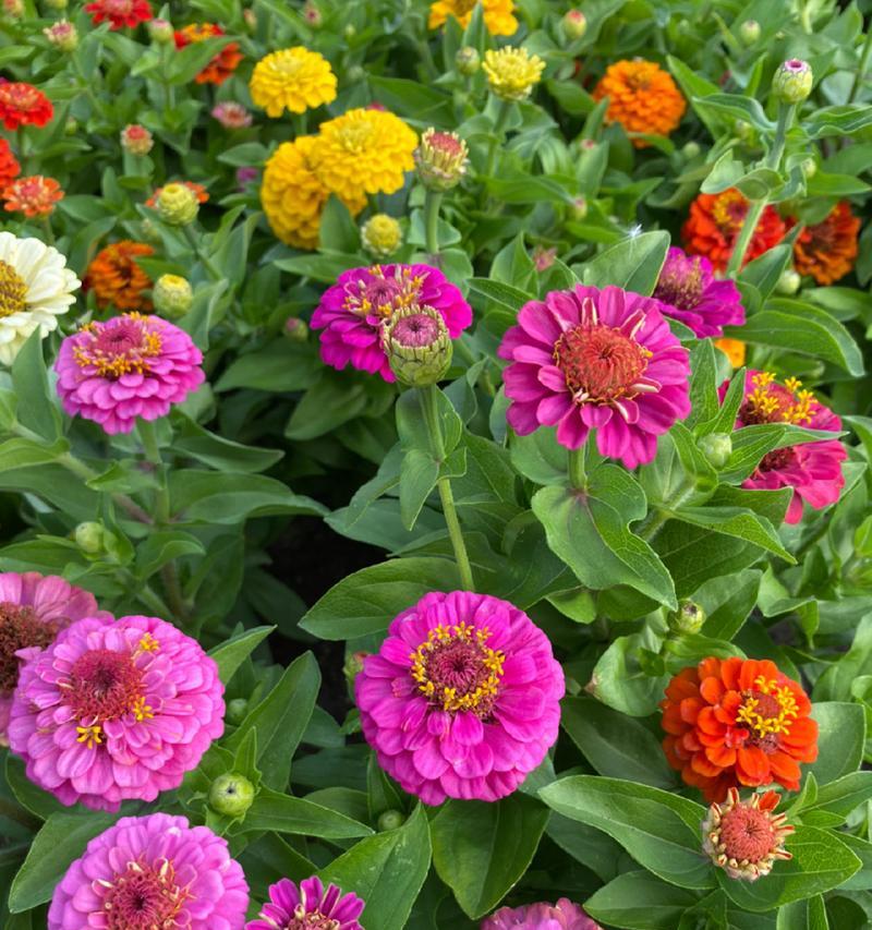 菊花属于多年生植物吗？一年生和多年生的区别是什么？