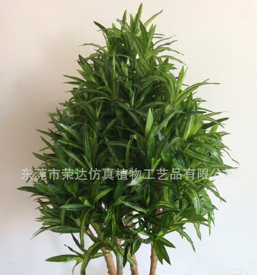 水培百合竹（探寻水培百合竹的神秘力量）