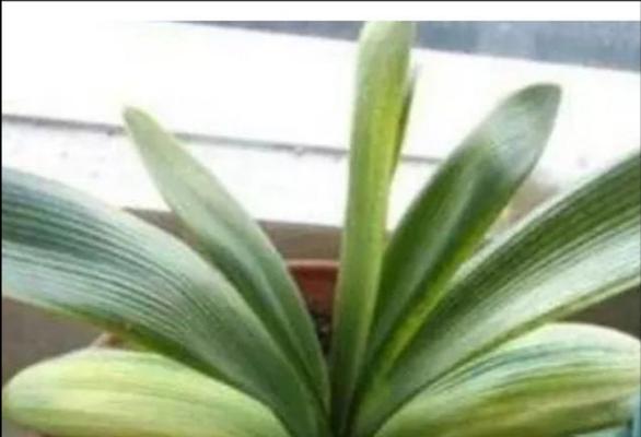 君子兰可以用啤酒浇吗？这样做有什么好处和风险？