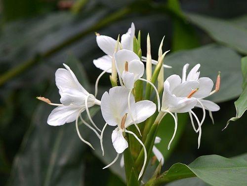 姜花的开花时间是几点?如何确定其开放的具体时刻? 姜花的开花时间是几点?如何确定其开放的具体时刻?