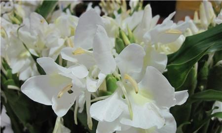 姜花的开花时间是几点?如何确定其开放的具体时刻? 姜花的开花时间是几点?如何确定其开放的具体时刻?