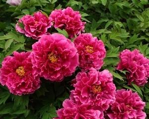 家里能种牡丹花吗？牡丹花种植的条件和注意事项是什么？