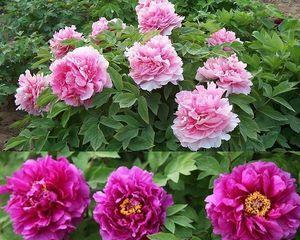 家里能种牡丹花吗？牡丹花种植的条件和注意事项是什么？