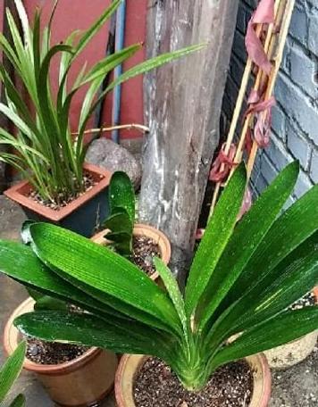 君子兰掉叶子怎么办？如何有效预防和处理？