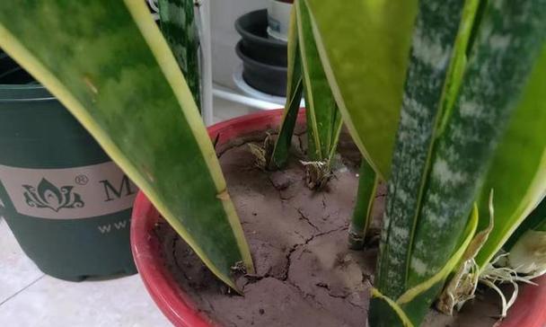 虎皮兰的生长过程是怎样的？如何正确养护以促进其健康生长？