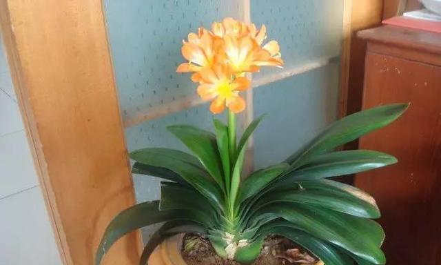 君子兰开花时浇水需要注意什么？