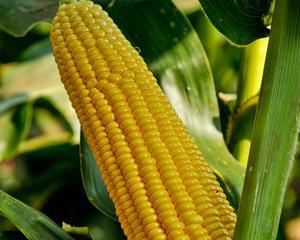 夏玉米种子哪个品种好？如何选择高产优质种子？