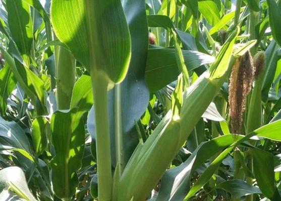 夏玉米种子哪个品种好？如何选择高产优质种子？