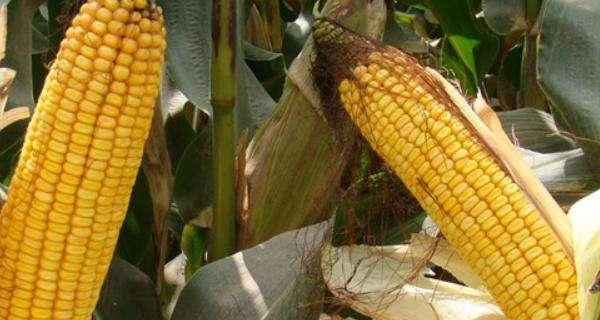 夏玉米种子哪个品种好？如何选择高产优质种子？