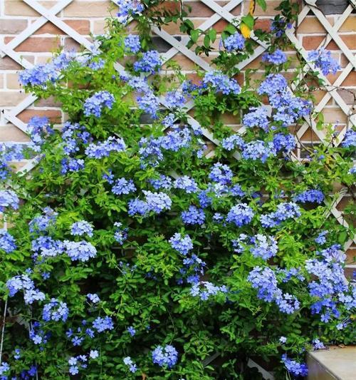 蓝雪花是藤本还是灌木？如何区分和养护？