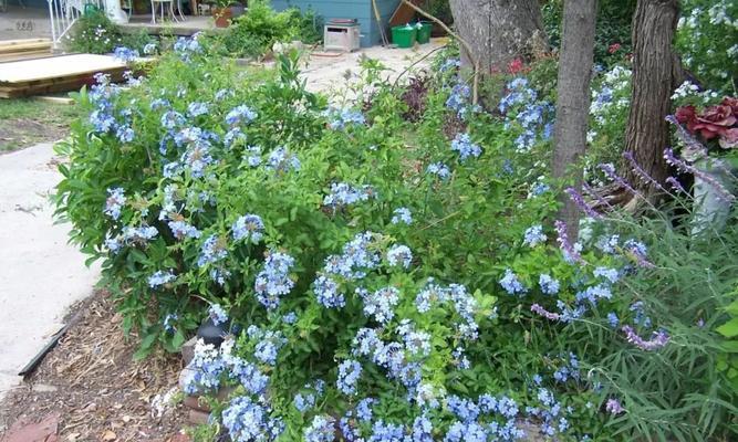 蓝雪花是藤本还是灌木？如何区分和养护？