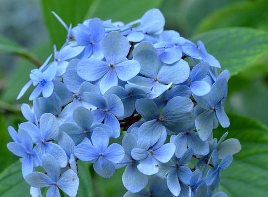 蓝雪花是藤本还是灌木？如何区分和养护？