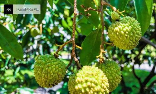 荔枝属于什么作物？它适合生长在哪个气候带？