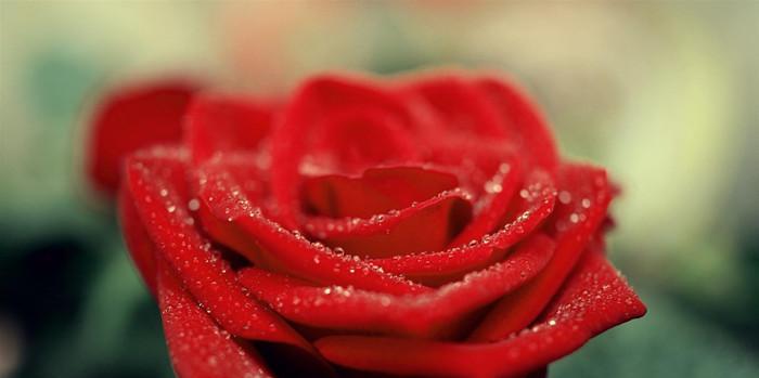 玫瑰花语之90朵玫瑰的含义（90朵玫瑰花的浪漫传情）