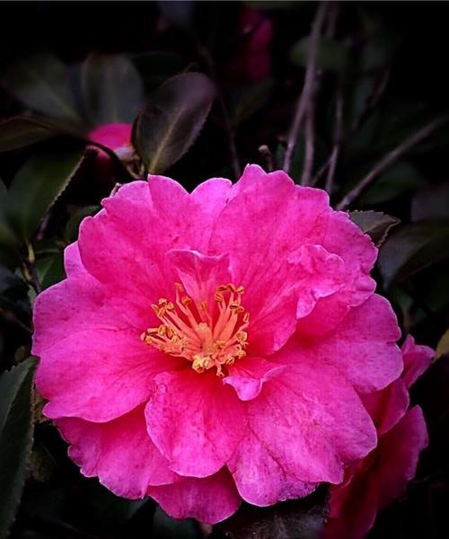 叶底花之意蕴与象征（揭示叶底花的深层含义与传达的信息）