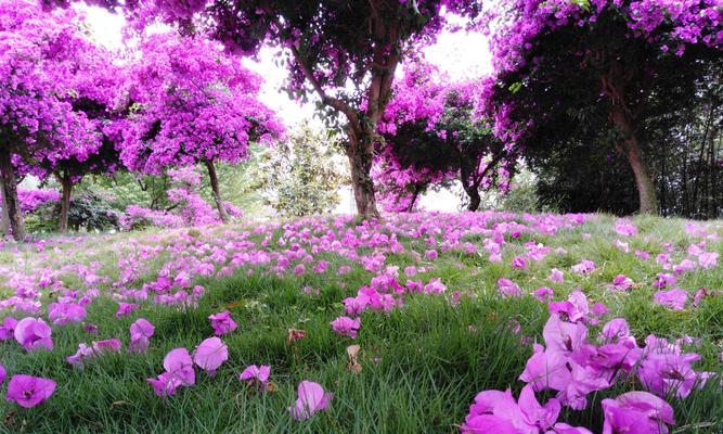 叶底花之意蕴与象征（揭示叶底花的深层含义与传达的信息）