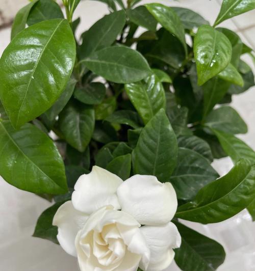 栀子花语与其代表的意义（探寻栀子花的隐含意义）