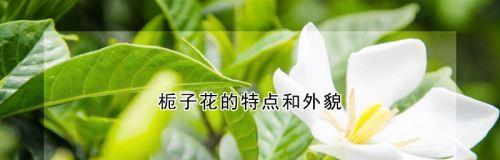 栀子花语与其代表的意义（探寻栀子花的隐含意义）