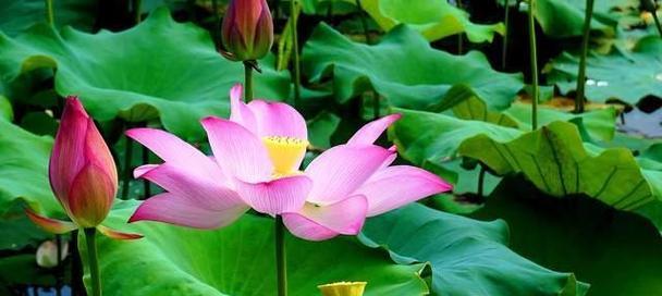 荷花的象征意义(深入探究荷花的文化内涵) 荷花的象征意义(深入探究荷花的文化内涵)