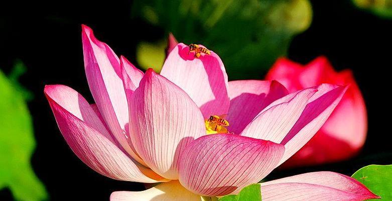 荷花的象征意义(深入探究荷花的文化内涵) 荷花的象征意义(深入探究荷花的文化内涵)