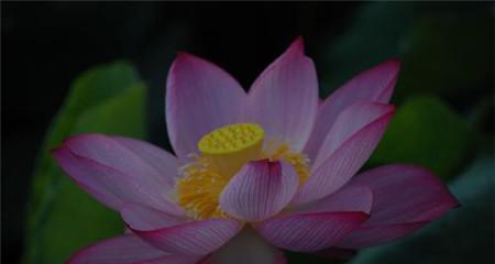 荷花的象征意义(深入探究荷花的文化内涵) 荷花的象征意义(深入探究荷花的文化内涵)