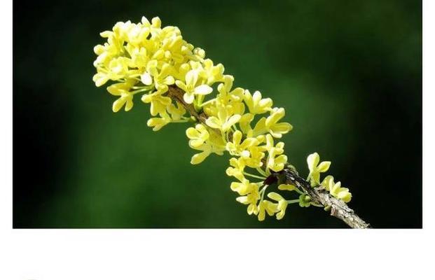 橄榄花的象征意义（探寻橄榄花的美丽与内涵）