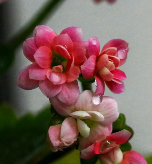 橄榄花的象征意义（探寻橄榄花的美丽与内涵）