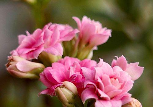 橄榄花的象征意义（探寻橄榄花的美丽与内涵）