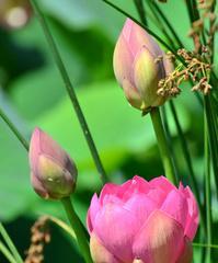 荷花的象征意义及意味(揭示荷花在文化中的深远意义) 荷花的象征意义及意味(揭示荷花在文化中的深远意义)