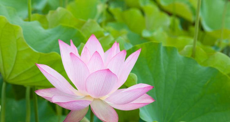 荷花的象征意义及意味(揭示荷花在文化中的深远意义) 荷花的象征意义及意味(揭示荷花在文化中的深远意义)