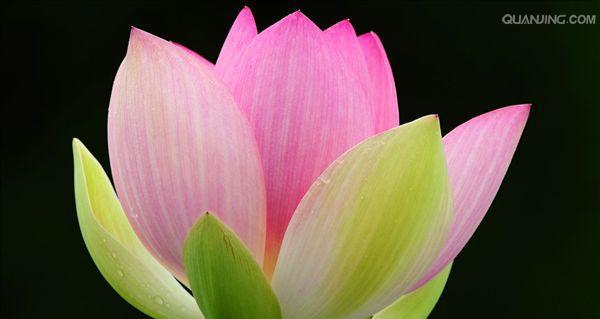 荷花的象征意义及意味(揭示荷花在文化中的深远意义) 荷花的象征意义及意味(揭示荷花在文化中的深远意义)