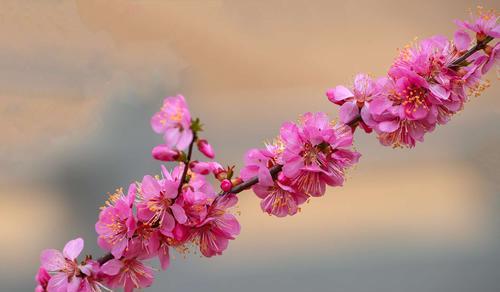以榆叶梅之花语（探索榆叶梅花的深层含义）