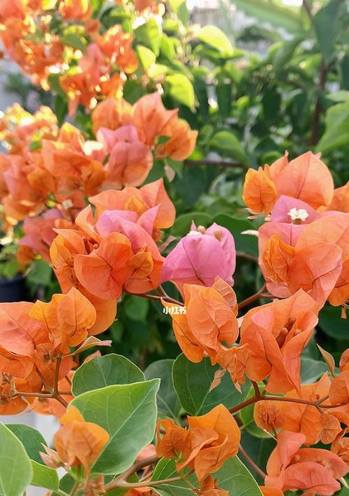 三角梅摘心的意义与方法（探索三角梅修剪的技巧与效果）