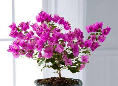 三角梅摘心的意义与方法（探索三角梅修剪的技巧与效果）