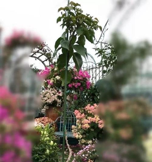 三角梅摘心的意义与方法（探索三角梅修剪的技巧与效果）