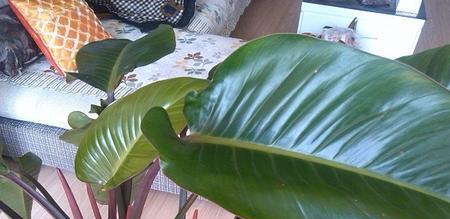 金钻耐旱吗？金钻是喜水植物还是喜旱植物？