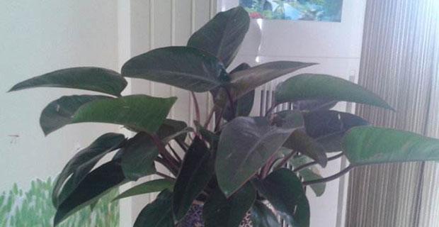 金钻耐旱吗？金钻是喜水植物还是喜旱植物？