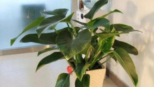 金钻耐旱吗？金钻是喜水植物还是喜旱植物？