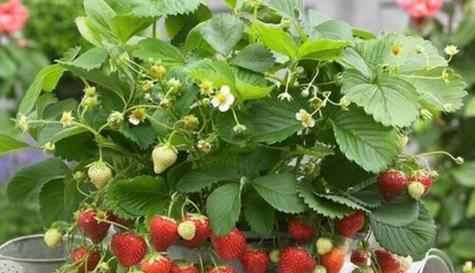 草莓冬天怎么养护？冬季草莓养护的正确方法是什么？