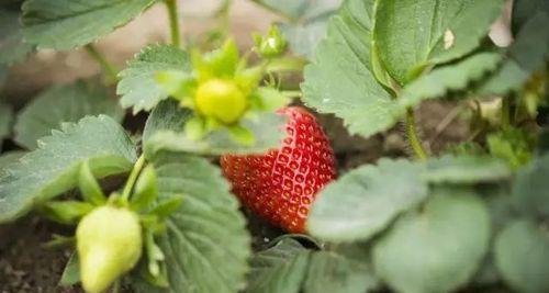 草莓冬天怎么养护？冬季草莓养护的正确方法是什么？